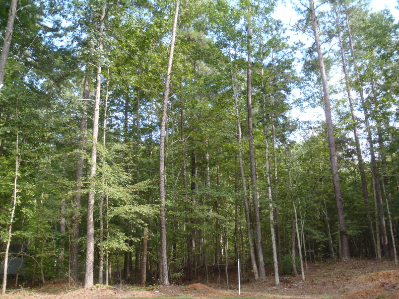 These images give you a sense of the height 75-80' and density of the trees behind the hill. p9120342.jpg