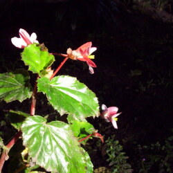 CostaRica