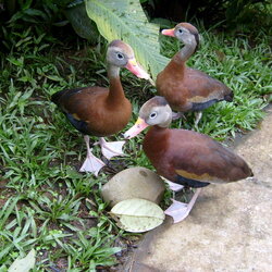 CostaRicaJim